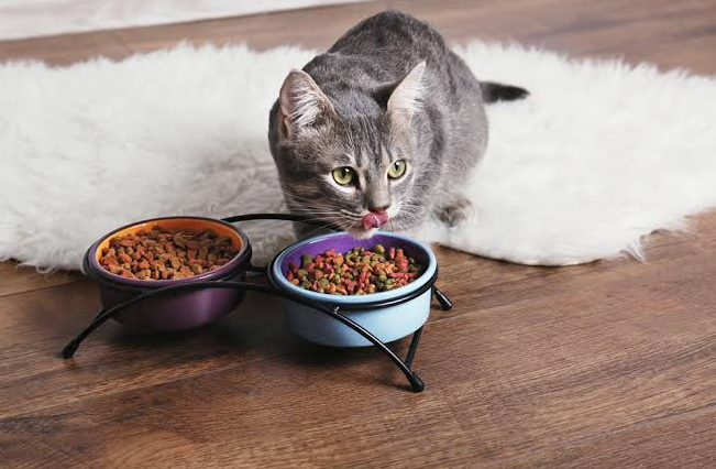 Senior Cat Gentle In-Home Care Package