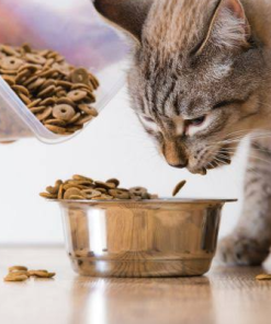Shy Cat In-Home Cat Feeding Custom Package