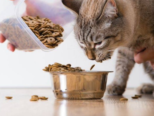 Shy Cat In-Home Cat Feeding Custom Package
