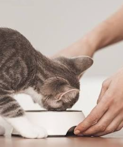 Photo & Video Feedback Cat Feeding Package