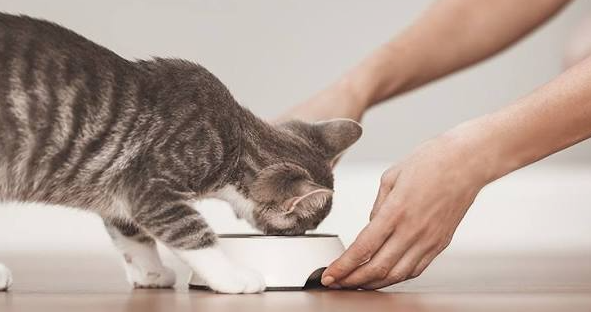 Photo & Video Feedback Cat Feeding Package