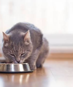 In-Home Cat Feeding with Extended Playtime Custom Package