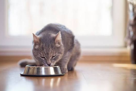 In-Home Cat Feeding with Extended Playtime Custom Package