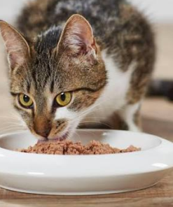 In-Home Cat Feeding & Brushing Interaction Package