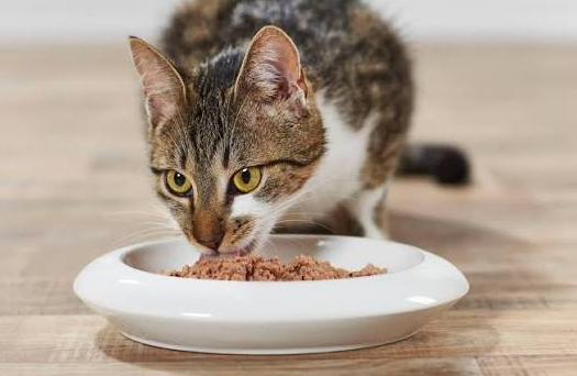 In-Home Cat Feeding & Brushing Interaction Package