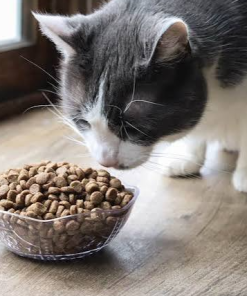 Temporary Urgent In-Home Cat Feeding Custom Package