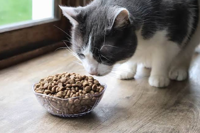 Temporary Urgent In-Home Cat Feeding Custom Package