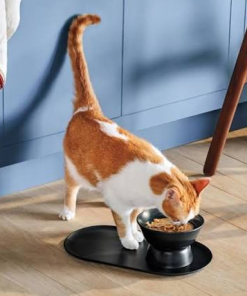 Alternate-Day In-Home Cat Care Custom Package