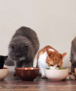 All-Day Multiple-Visit In-Home Cat Feeding Custom Package