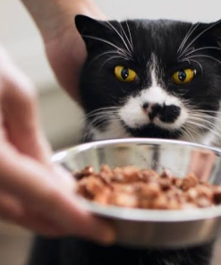 Holiday In-Home Cat Feeding & Care Package