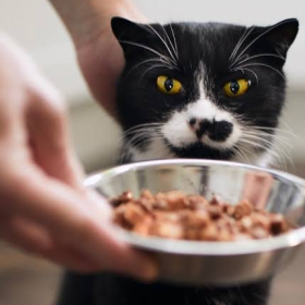 Holiday In-Home Cat Feeding & Care Package