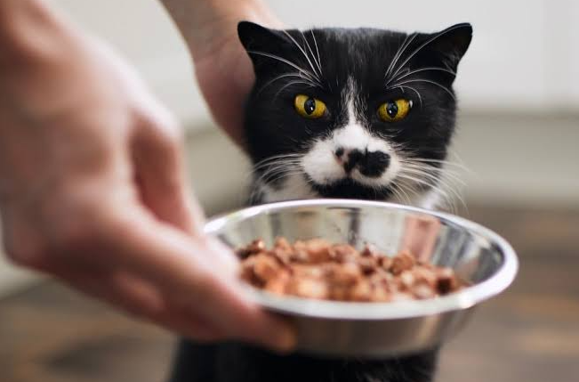Holiday In-Home Cat Feeding & Care Package